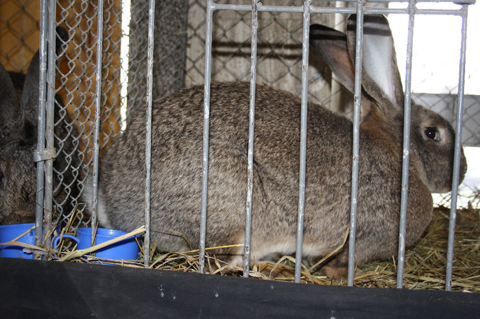 432=FEM UR GERMAN=95 P