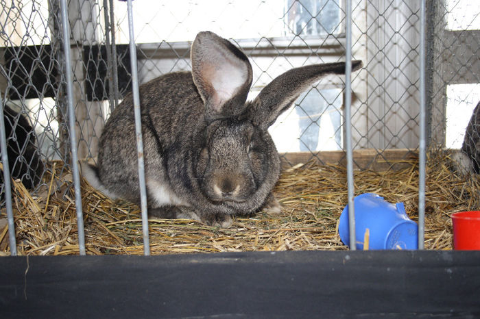 43=MASCUL=95 P UR GERMAN