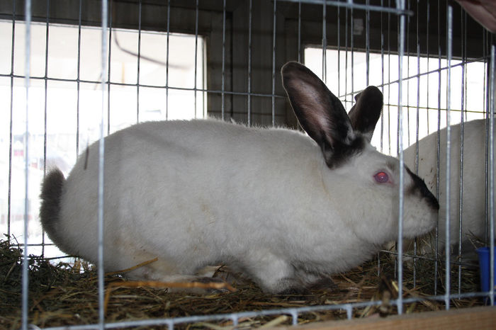 440=MASCUL UR DE TRANSILVANIA