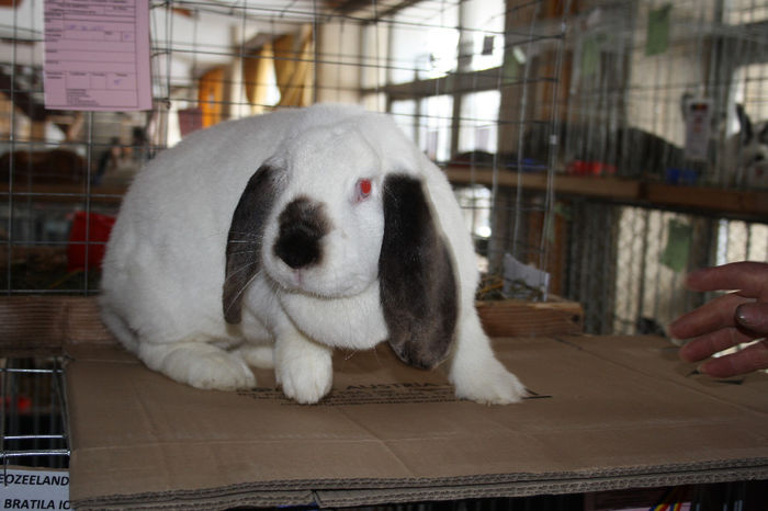 455=VEDETA =EXEMPLAR RAR