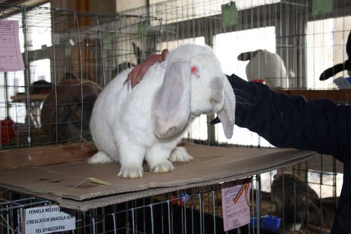 ma apropii de a doua realizare mascul