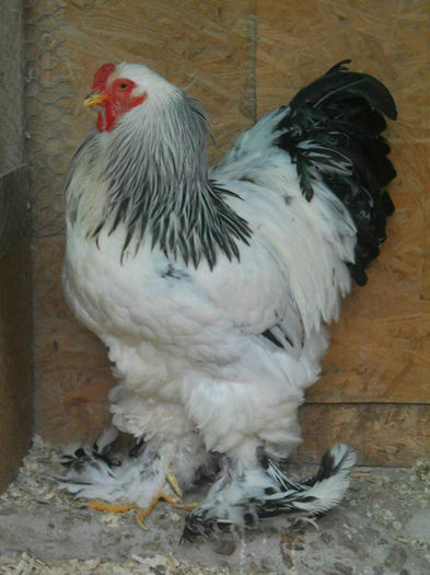 http:mariusvinga.sunphoto.ro