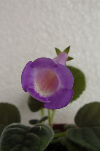  - Sinningia-2