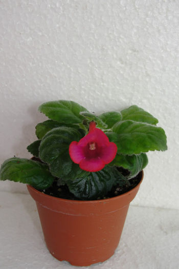 Raindrop Red - Sinningia-2