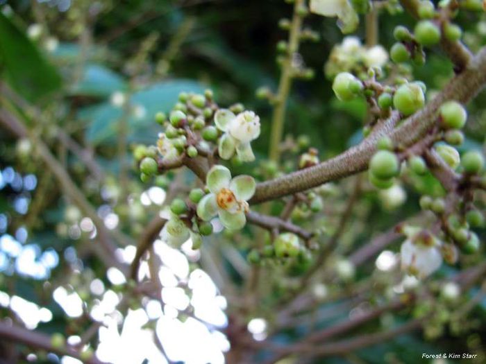 Andiroba-flori; (Carapa guianensis)
