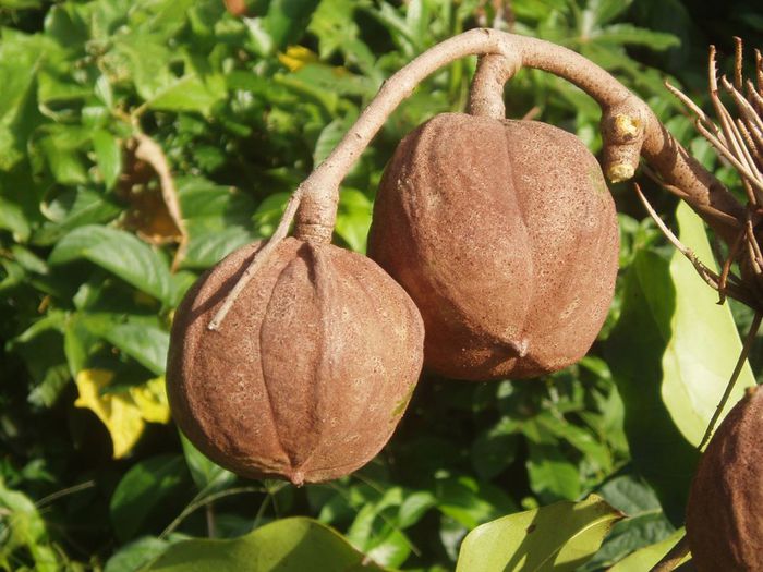 Andiroba-fructe; (Carapa guianensis)

