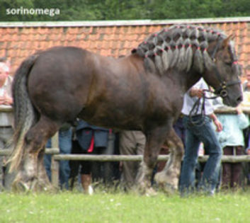 81404545_SJIPWYG - Alta pasiune CAIII