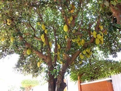 Arborele lui Jack(arborele de piine); (Artocarpus heterophyllus)
