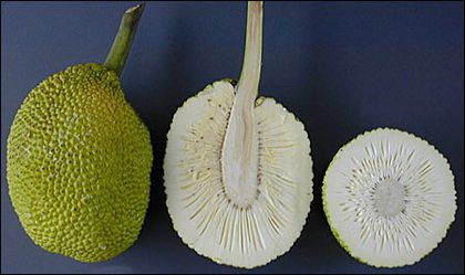 Arborele lui Jack-fruct; (Artocarpus heterophyllus)
Pina la 35 kg,seamana la gust cu banana
