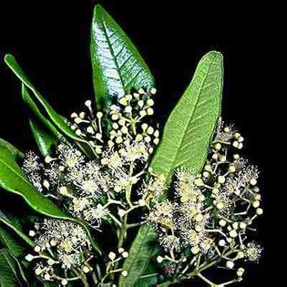 Ienibahar-flori; (Pimenta dioica)

