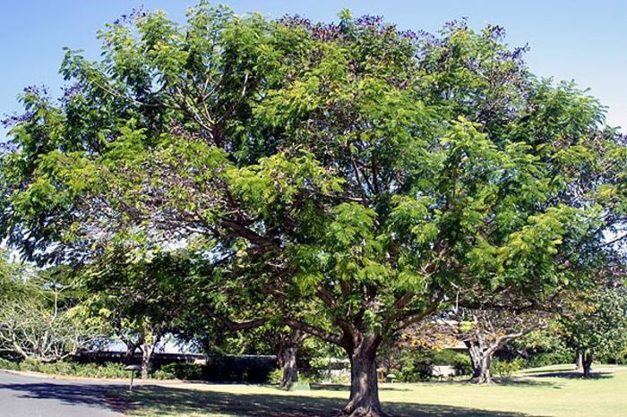 Tamarind; (Tamarindus indica)
arborele Sub care a poposit Bhuda
