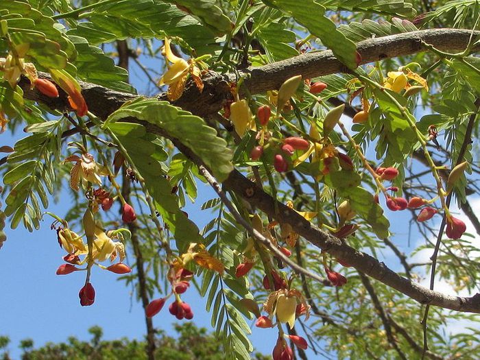 Tamarind-flori; (Tamarindus indica)
