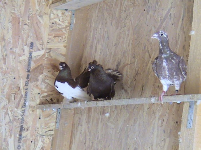 DSC01821 - diverse 2014 februarie