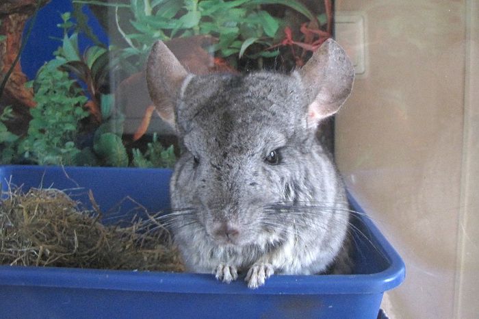 Chinchilla mod. - animalutele mele