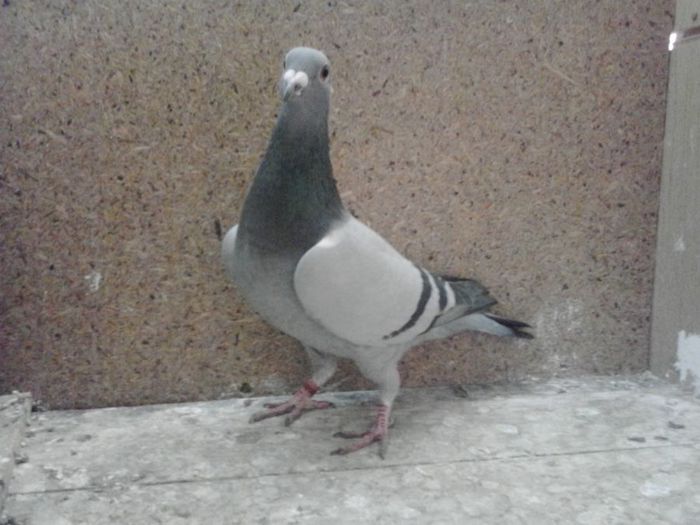 fica din locu 3 nat.gen 08  TRIFAN MIHAI  -Bistrita