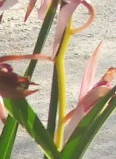 Nr.1 Detaliu tija florala - Cymbidium