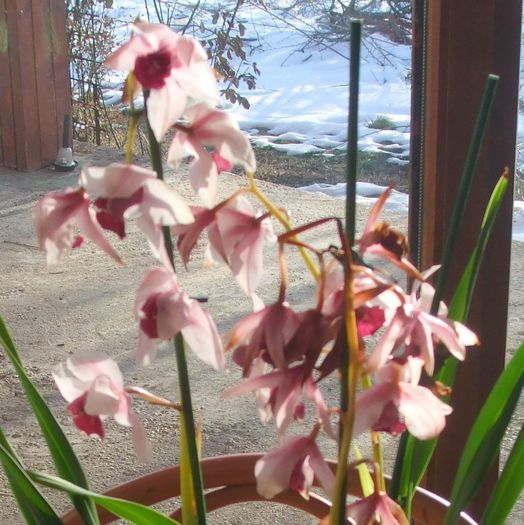 Nr.2 Detaliu flori - Cymbidium