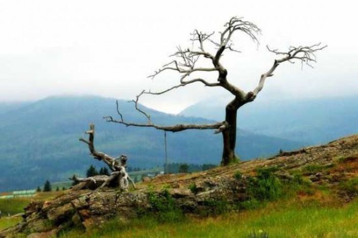 copacul-burmis(fara radacini); este un pin flexibil,doborit in 1970 si protit de localnici,nu are radacini dar e viu
