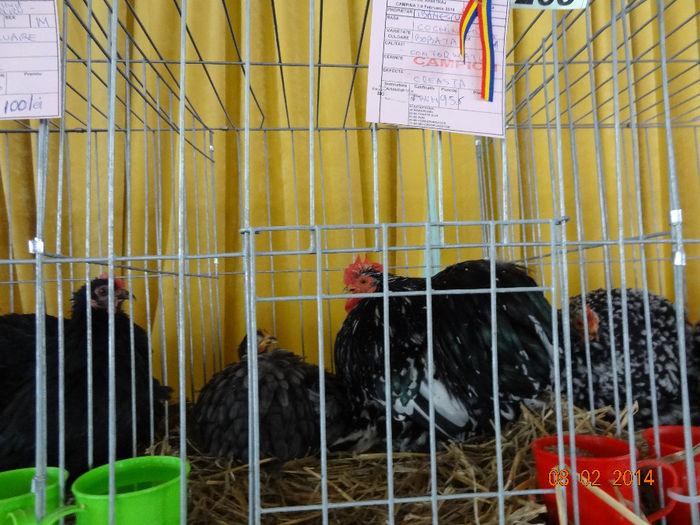 DSC05545 - u EXPO CAMPINA 2014