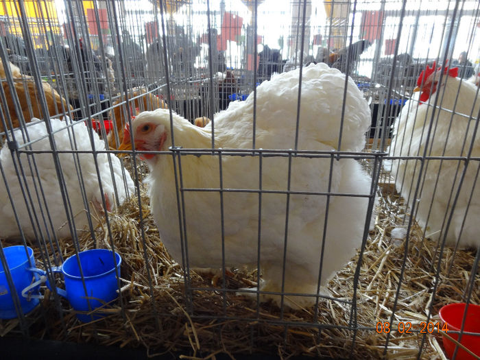 DSC05594 - u EXPO CAMPINA 2014