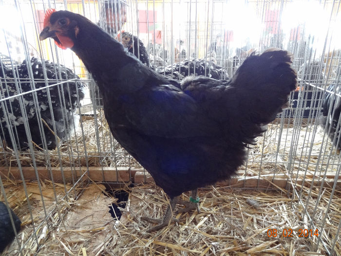 DSC05595 - u EXPO CAMPINA 2014