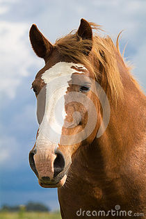 big-red-horse-head-25924850 - Alta pasiune CAIII