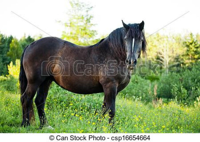 can-stock-photo_csp16654664 - Alta pasiune CAIII