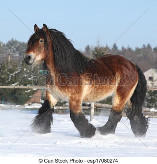 can-stock-photo_csp17080274 - Alta pasiune CAIII