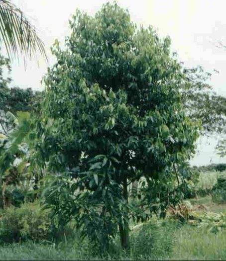 Scortisor; (Cinnamomum zeylanicum) 
adevaratul scortisor este in Sri Lanka
