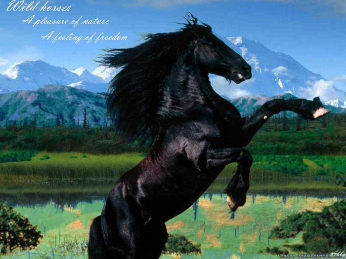free-horse-wallpaper-32 - Alta pasiune CAIII