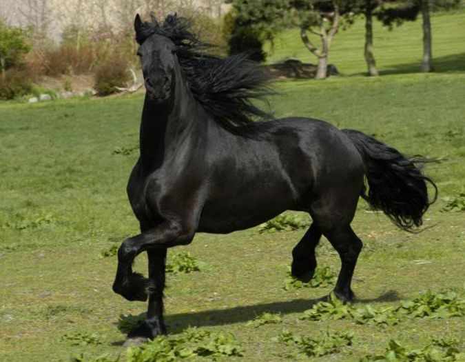 friesian-horse - Alta pasiune CAIII