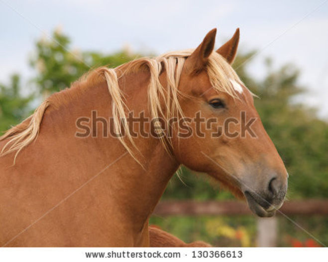 stock-photo-a-head-shot-of-a-pretty-chestnut-suffolk-punch-horse-130366613 - Alta pasiune CAIII