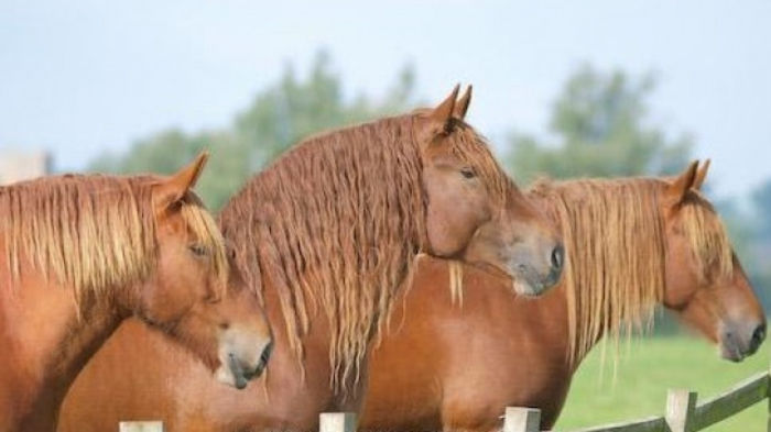 suffolk punch - Alta pasiune CAIII