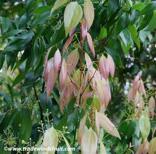 Scortisor-frunze; (Cinnamomum zeylanicum) specia Ceylon este cea originala
