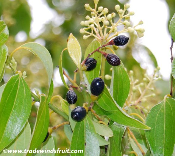 Scortisor-flori si fructe; (Cinnamomum zeylanicum)
scortisorul este vesnic verde
