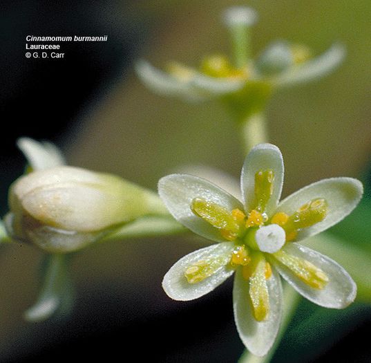 Scortisor-floare; (Cinnamomum zeylanicum)
