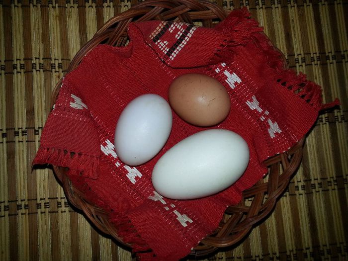 oua gasca rata gaina