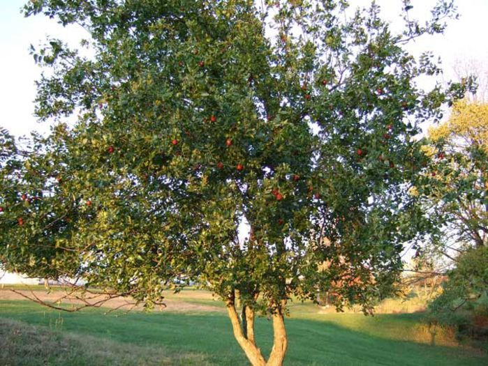 Jujuba; (Ziziphus Zizyphus )
original din China
