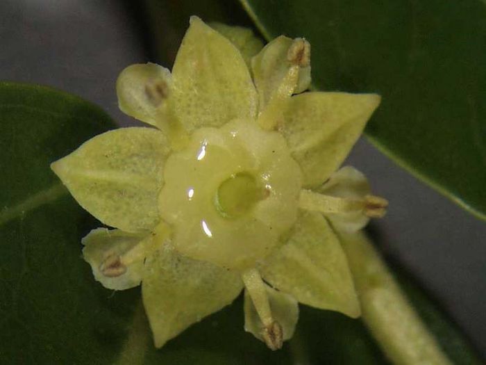 Jujube-floare; (Ziziphus Zizyphus )
