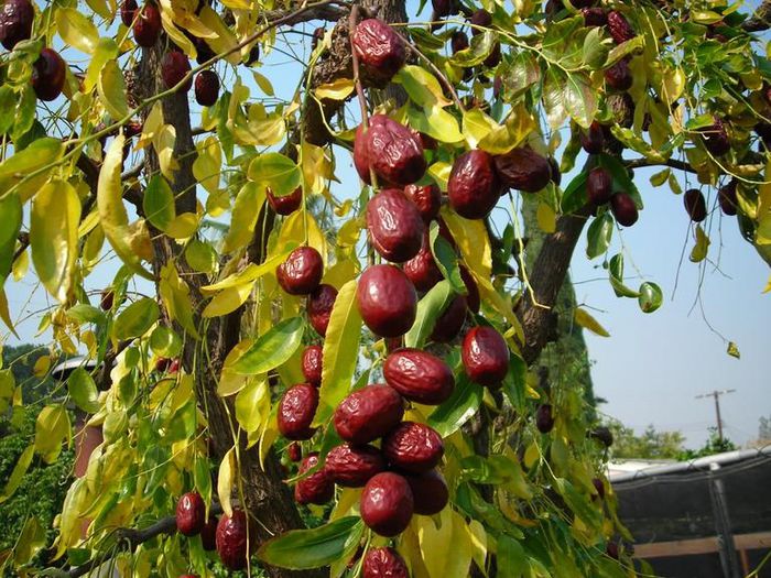 Jujube-fructe - Arbori exotici - 1