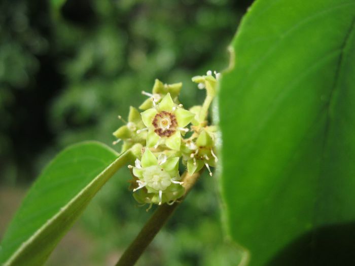 Jujube-flori; (Ziziphus Zizyphus )
