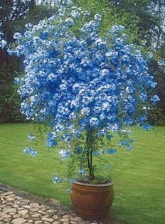 plumbago pe tulpina