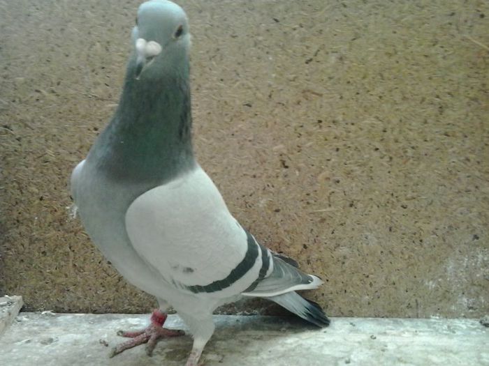 2014-02-11 12.54.58 - Matca masculi