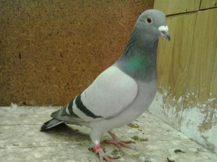 M 2013 Frate bun cu ASU loc 13 Nat. AS. MARATON 2012