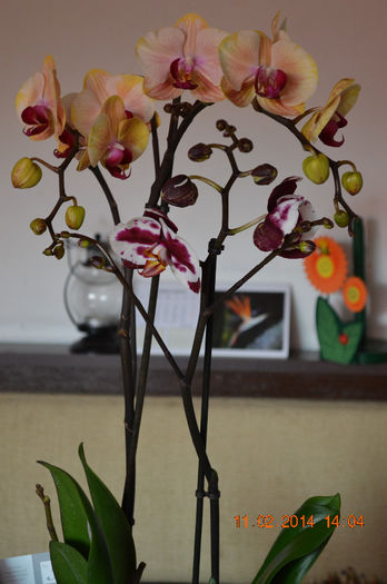 DSC_0045 - Phalaenopsis1