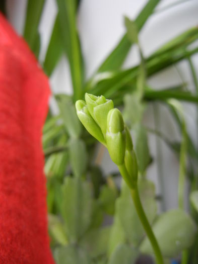 Freesia Bud (2014, February 01) - FREESIA