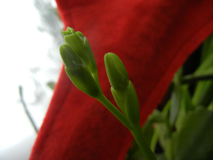 Freesia Bud (2014, February 01) - FREESIA