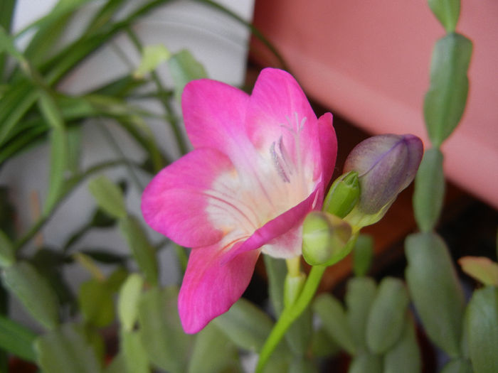 Pink Freesia (2014, February 06) - FREESIA