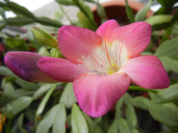 Pink Freesia (2014, February 07) - FREESIA