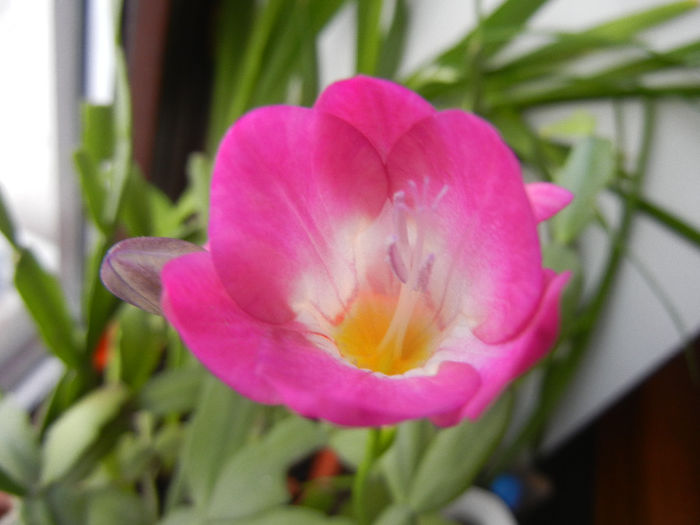 Pink Freesia (2014, February 08) - FREESIA